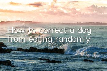How to correct a dog from eating randomly