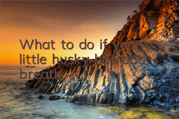 What to do if your little husky has bad breath