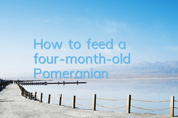 How to feed a four-month-old Pomeranian