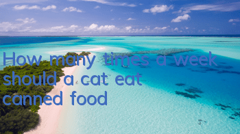 How many times a week should a cat eat canned food?