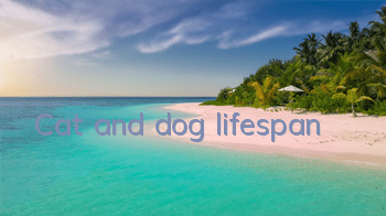 Cat and dog lifespan