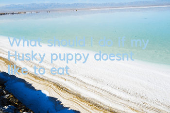 What should I do if my Husky puppy doesn’t like to eat?