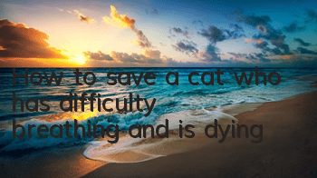 How to save a cat who has difficulty breathing and is dying