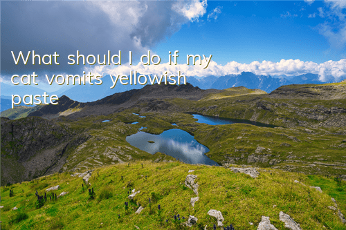 What should I do if my cat vomits yellowish paste?