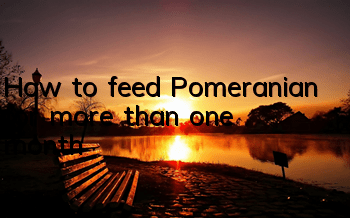 How to feed Pomeranian for more than one month