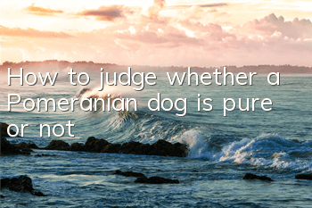How to judge whether a Pomeranian dog is pure or not