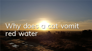 Why does a cat vomit red water?