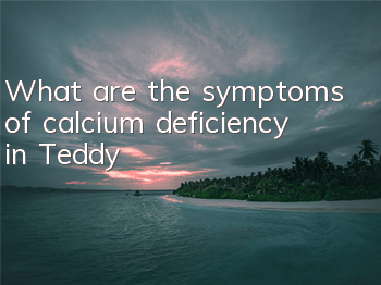 What are the symptoms of calcium deficiency in Teddy?