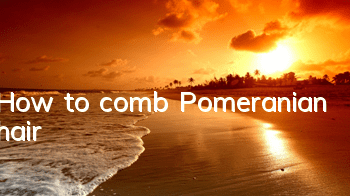 How to comb Pomeranian hair