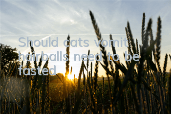 Should cats vomit hairballs need to be fasted?