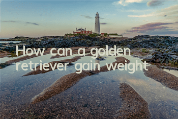 How can a golden retriever gain weight?