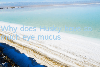 Why does Husky have so much eye mucus?