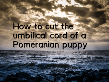 How to cut the umbilical cord of a Pomeranian puppy