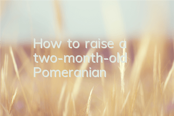How to raise a two-month-old Pomeranian