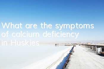 What are the symptoms of calcium deficiency in Huskies?