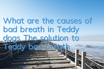 TWhat are the causes of bad breath in Teddy dogs? The solution to Teddy bad breath!