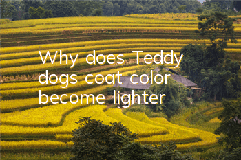 Why does Teddy dog's coat color become lighter?