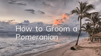 How to Groom a Pomeranian