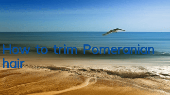 How to trim Pomeranian hair