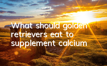 What should golden retrievers eat to supplement calcium?