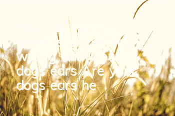 How do you know if there is something wrong with your dog’s ears? Are your dog’s ears healthy?
