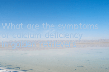 What are the symptoms of calcium deficiency in golden retrievers?