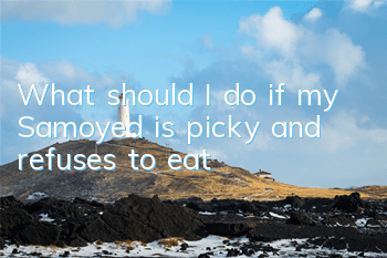 What should I do if my Samoyed is picky and refuses to eat?