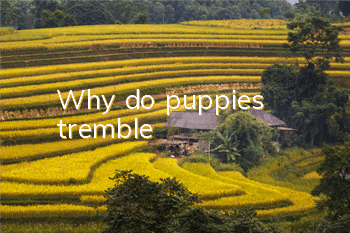 Why do puppies tremble?