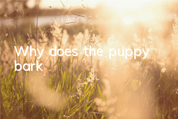 Why does the puppy bark?