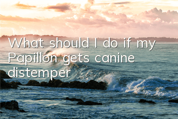TWhat should I do if my Papillon gets canine distemper?