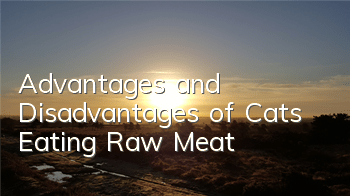 Advantages and Disadvantages of Cats Eating Raw Meat