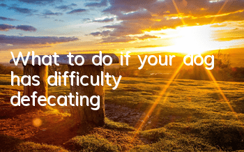 What to do if your dog has difficulty defecating