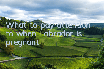 What to pay attention to when Labrador is pregnant