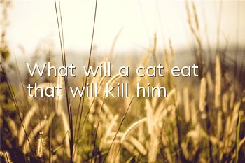 What will a cat eat that will kill him?