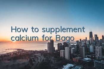 How to supplement calcium for Bago