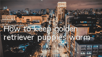How to keep golden retriever puppies warm