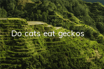 Do cats eat geckos?