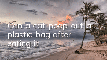 Can a cat poop out a plastic bag after eating it?