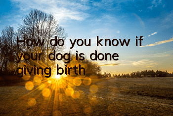 How do you know if your dog is done giving birth?