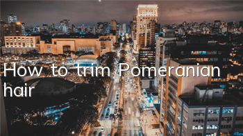 How to trim Pomeranian hair