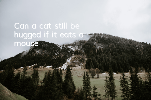 Can a cat still be hugged if it eats a mouse?
