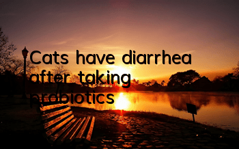 Cats have diarrhea after taking probiotics