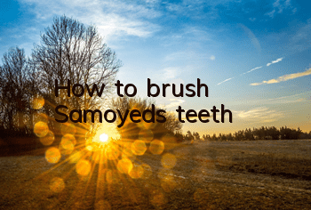 How to brush Samoyed's teeth