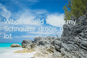 What should I do if my Schnauzer drools a lot?