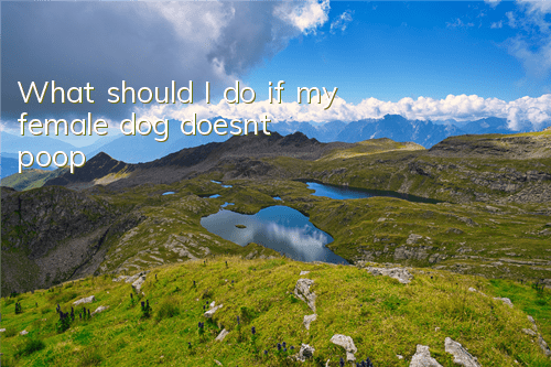 What should I do if my female dog doesn’t poop?