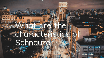 What are the characteristics of Schnauzer?