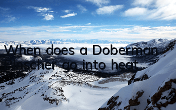 When does a Doberman Pinscher go into heat?