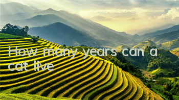 How many years can a cat live?