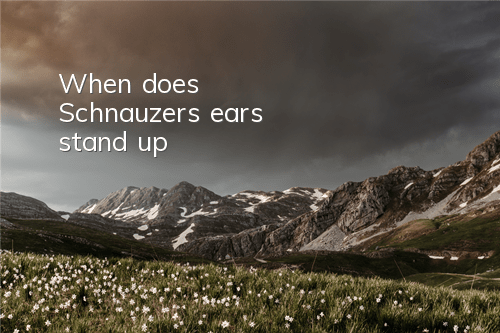 When does Schnauzer's ears stand up?