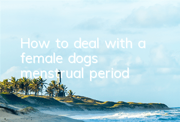 How to deal with a female dog’s menstrual period